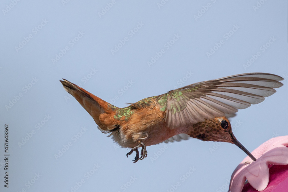 Fototapeta premium Hummingbird feeding in flight in Ventura California United States