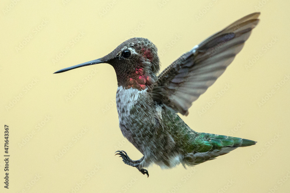 Fototapeta premium Hummingbird in Ventura California United States