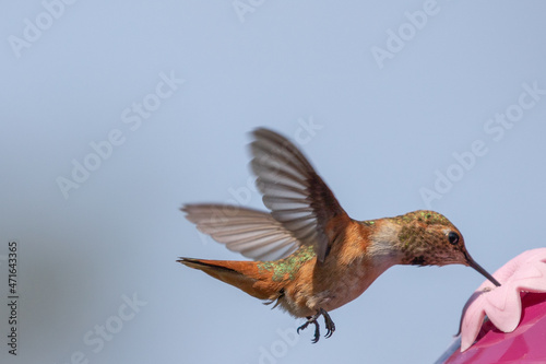 Hummingbird in Ventura California United States