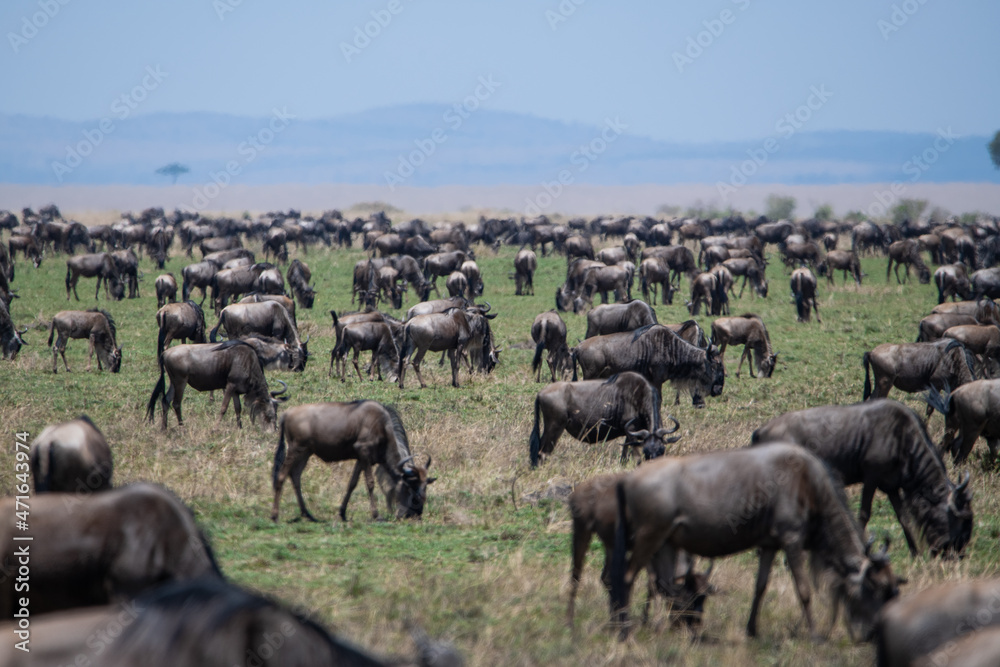 Great migration, Masai Mara