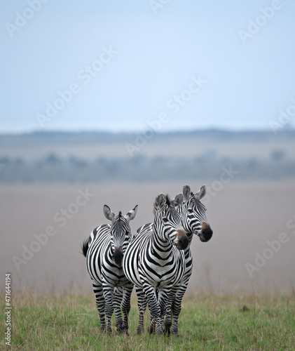 Trio of zebras, Masai Mara 