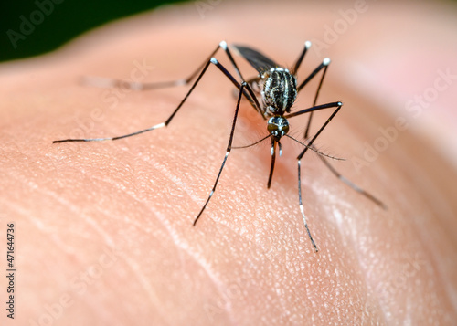 Close-up view of a black mosquito with white stripes on human skin