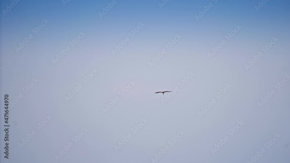Beautiful stork flying in the blue sky. Wild stork soaring in the air. Large white stork flies in blue sunny sky. Beautiful stork flying in the blue sky. Wild stork soaring in the air. Large white stork flies in blue sunny sky.