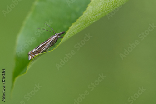 Crambus lathoniellus (Crambus lathoniellus)