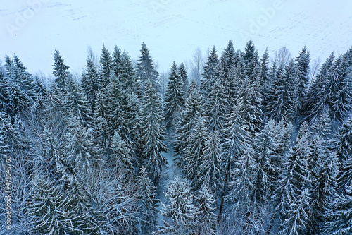 trees forest frost top view background, abstract drone view nature seasonal winter spruce © kichigin19