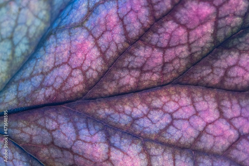 Beautiful leaf structure. Interesting natural background. Selective focus