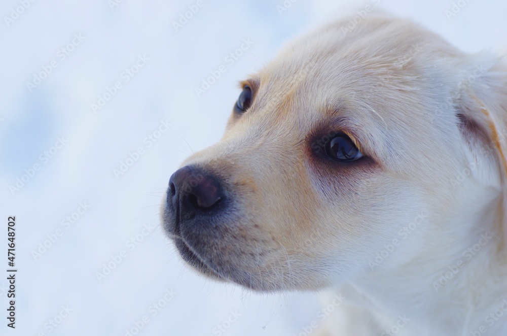 Happy labrador puppy having fun outdoors during foggy winter day