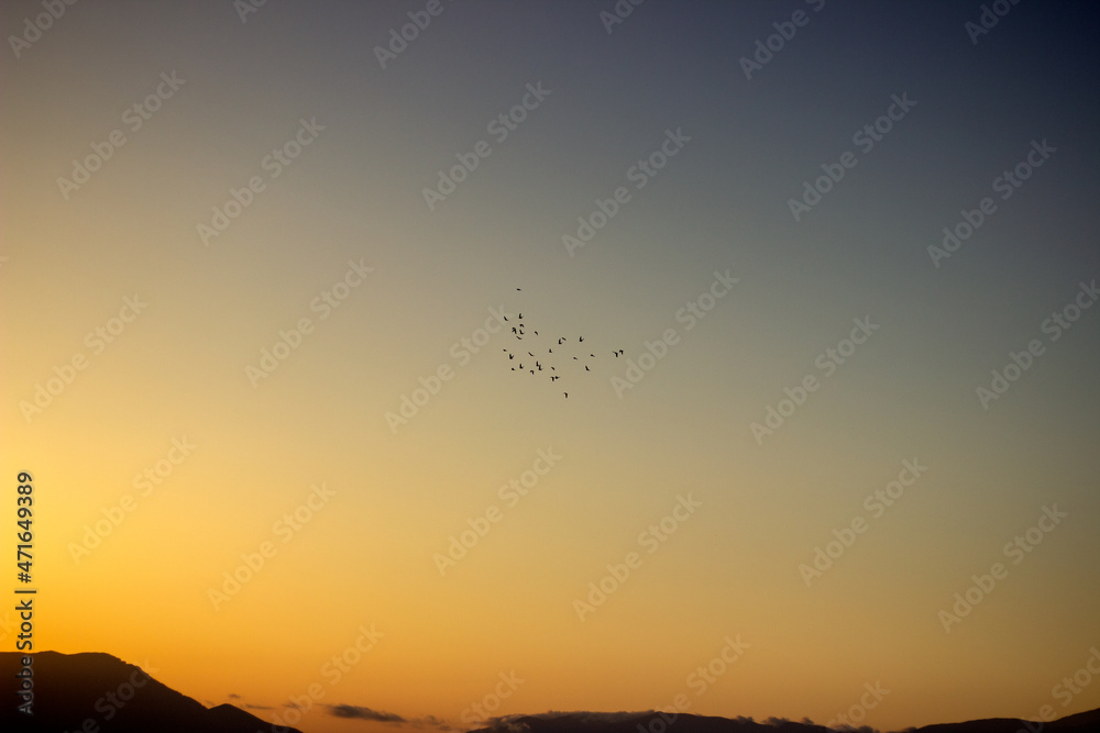 Birds flying sky while sunset