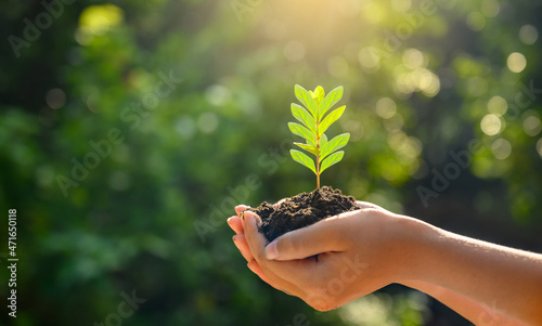 Fototapeta Naklejka Na Ścianę i Meble -  In the hands of trees growing seedlings. Bokeh green Background Female hand holding tree on nature field grass Forest conservation concept