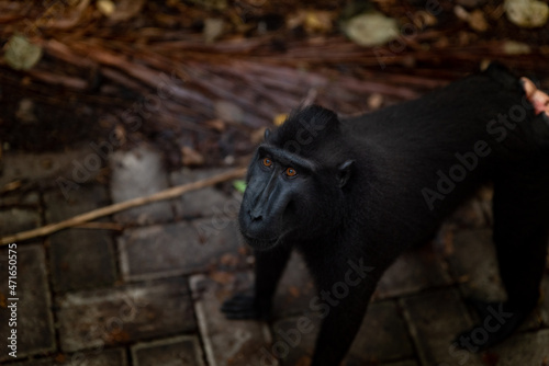 Trip around Sulawesi and the Tongkoko National Palk, Mount and jungle