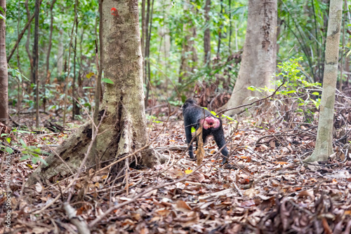 Trip around Sulawesi and the Tongkoko National Palk, Mount and jungle photo