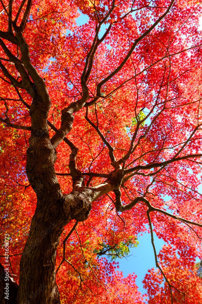 神戸の山手、六甲山系の中腹布引の紅葉。真っ赤に色づいた見頃の紅葉。都会からすぐそこに広がる自然。