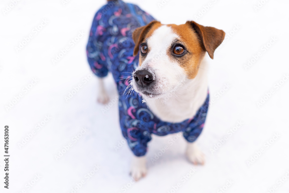 Small dog jack russell terrier in a blue jumpsuit on a background of white snow. Portrait of a funny doggy dressed in a suit, close-up . Protect pets from hypothermia. Clothes for dogs. Copy space. Small dog jack russell terrier in a blue jumpsuit on a background of white snow. Portrait of a funny doggy dressed in a suit, close-up . Protect pets from hypothermia. Clothes for dogs. Copy space.
