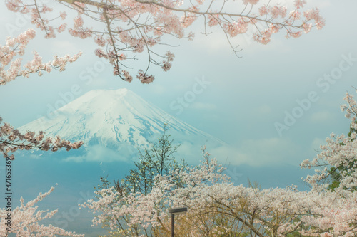 桜と富士