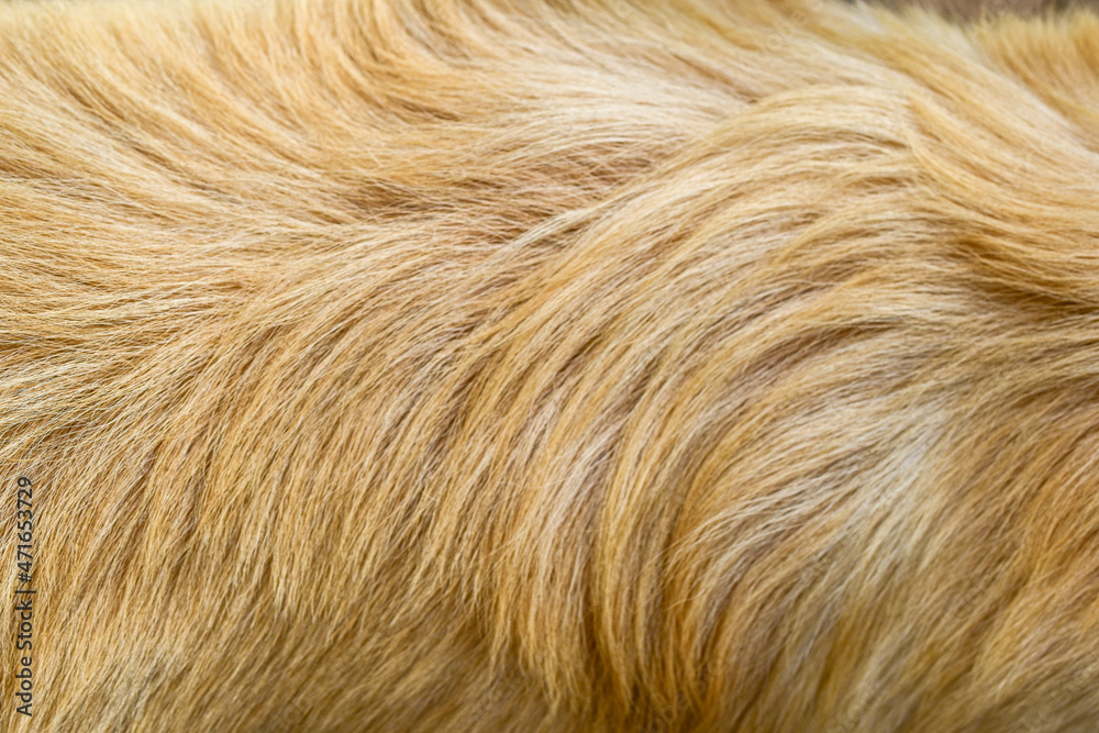 brown dog fur texture close-up beautiful abstract fur background brown dog fur texture close-up beautiful abstract fur background