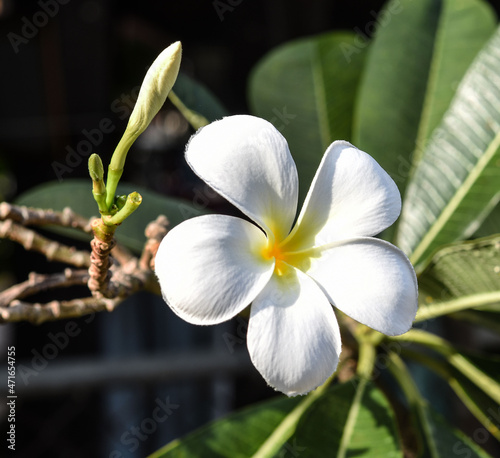 frangipani flowers in the garden. photo