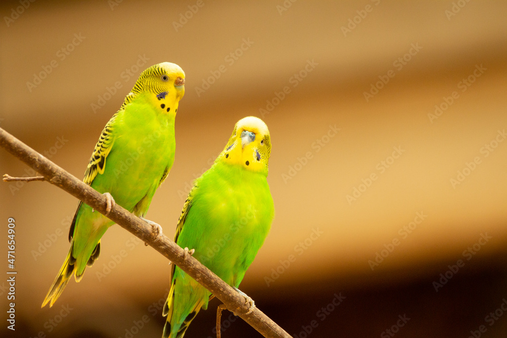 a pair of green and yellow Budgerigar (Melopsittacus undulatus) perched next to each other and isolated on a natural pale yellow background