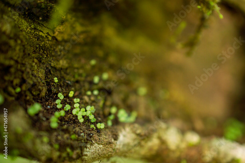Small green wild plants in focus on a tree bark forming a beautiful background.