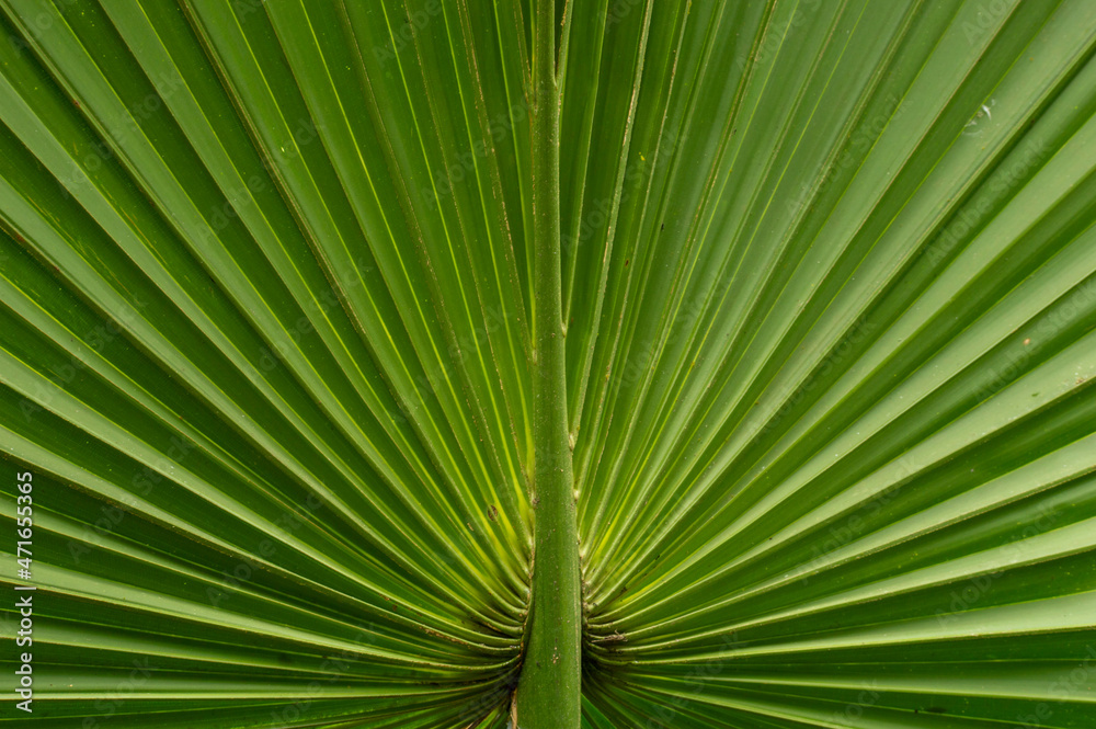 Green palm leaves resembling a peacock with the raised tail in focus Green palm leaves resembling a peacock with the raised tail in focus
