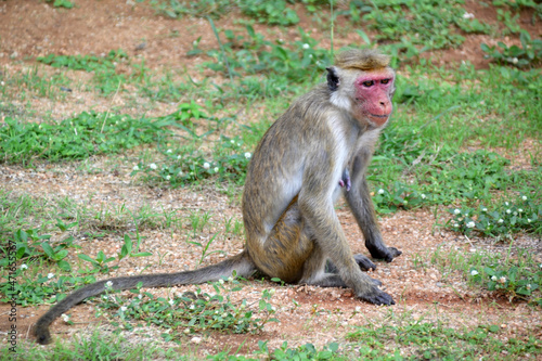 Sri Lanka, wild monkeys in nature
