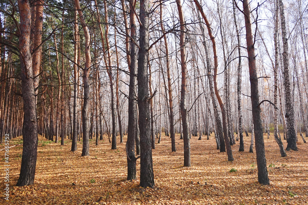 Naklejka premium Beautiful forest