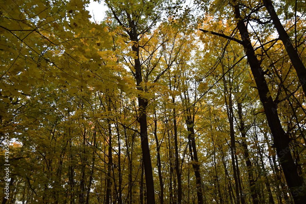 Fototapeta premium trees in the forest