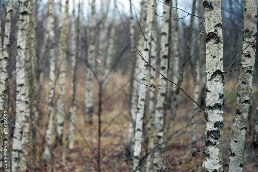 Fototapeta premium bare birch trees
