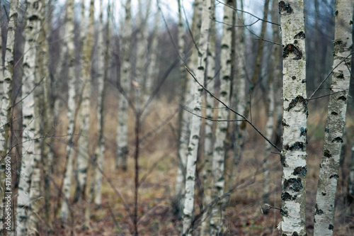 bare birch trees