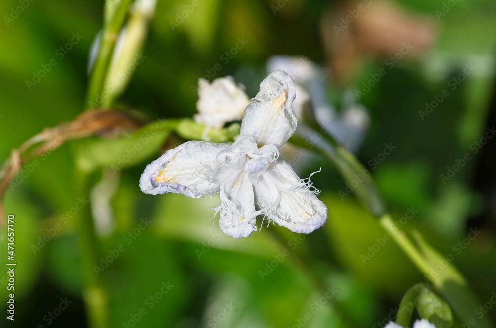 very nice view of bamboo iris in a garden very nice view of bamboo iris in a garden