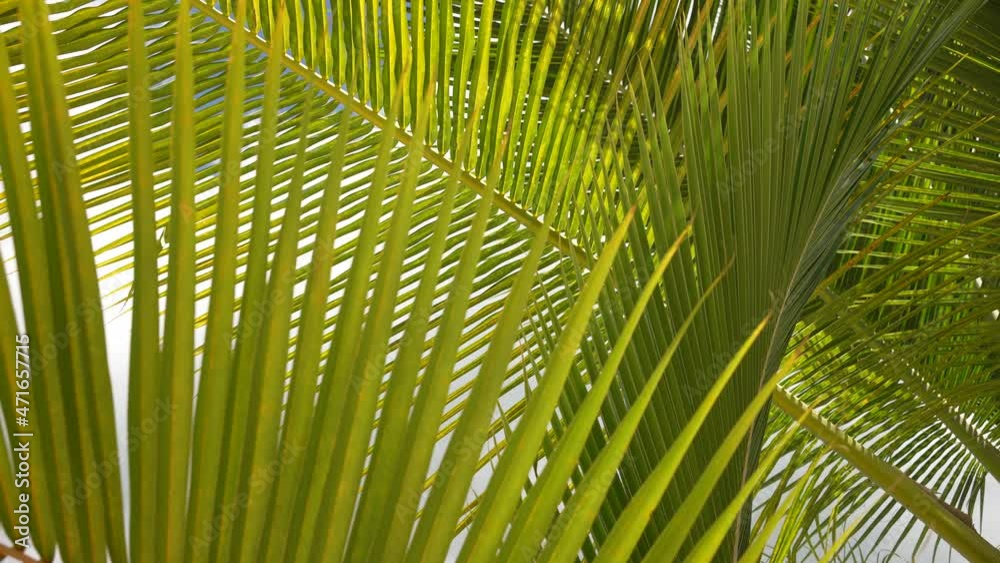 Tropical coconut palm leaf swaying in the wind with sun light, Summer background, slow motion. Green leaves Tropical coconut palm leaf swaying in the wind with sun light, Summer background, slow motion. Green leaves
