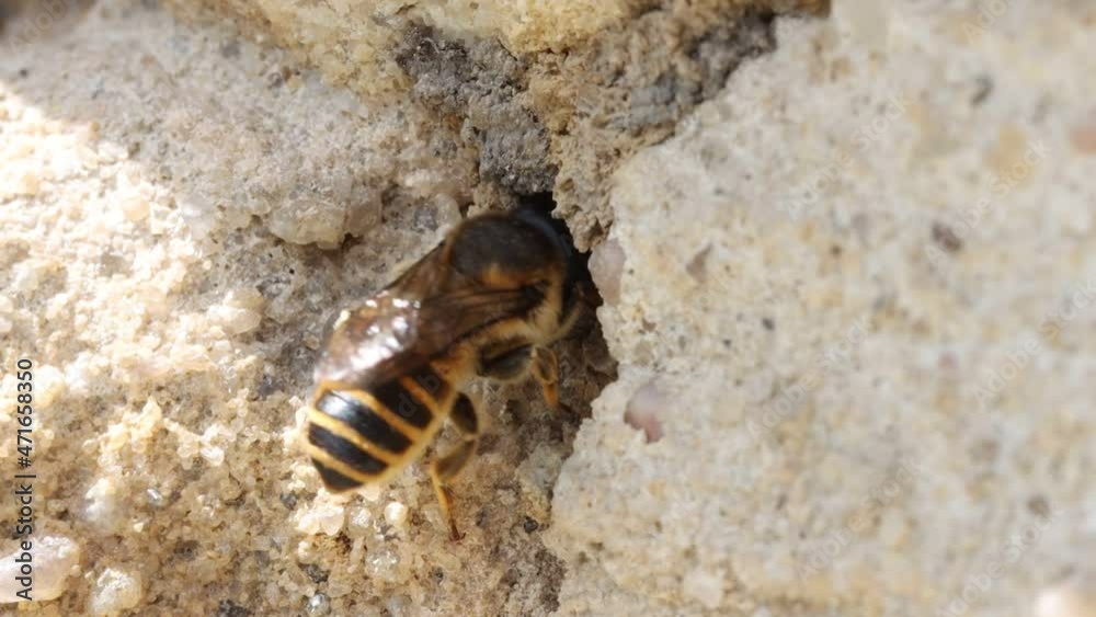 The solitary honey bee arrive at front of a hole - entrance to her nest in wall of a old house. The solitary honey bee arrive at front of a hole - entrance to her nest in wall of a old house.