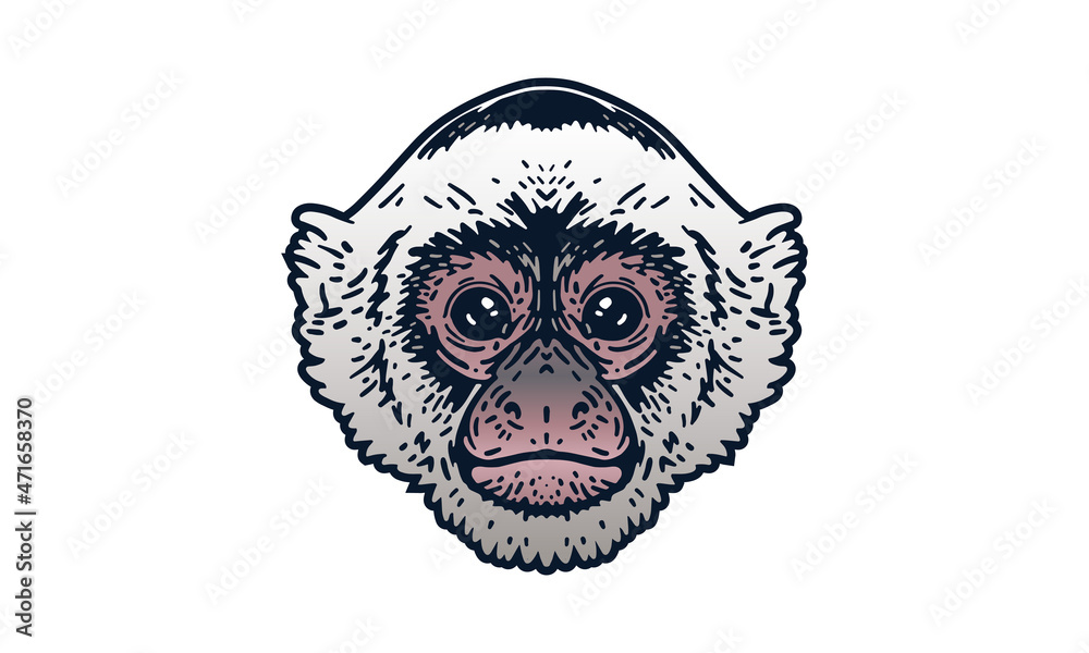 Fototapeta premium Capuchin head illustration, vector, hand drawn, isolated on light background.
