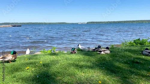 ducks and drakes sunbathing on green grass and swimming in Lake Valdai