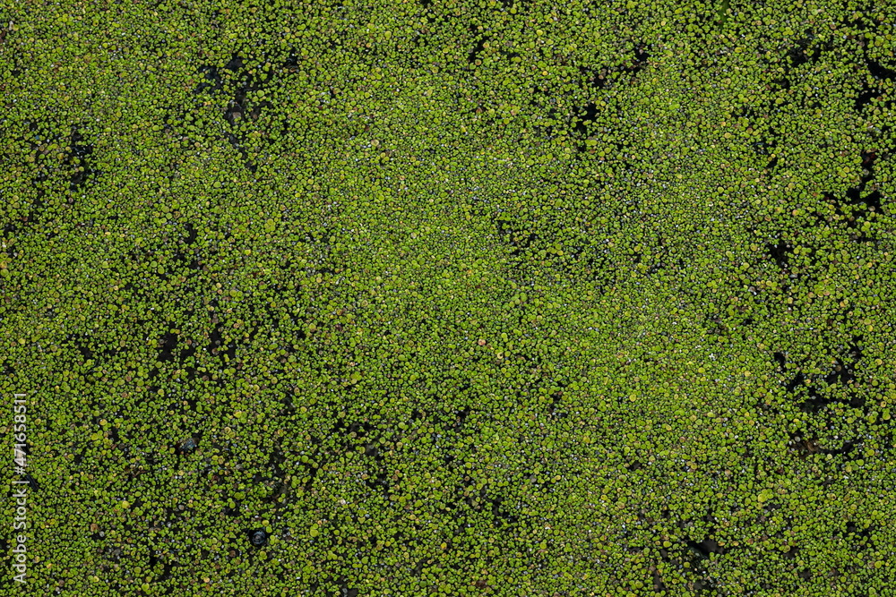 Obraz premium duckweed or lesser duckweed, is an aquatic freshwater plant on green background