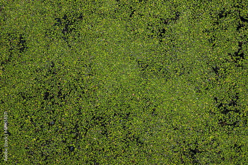 duckweed or lesser duckweed, is an aquatic freshwater plant on green background photo