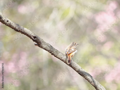 野鳥｜ジョウビタキのメス