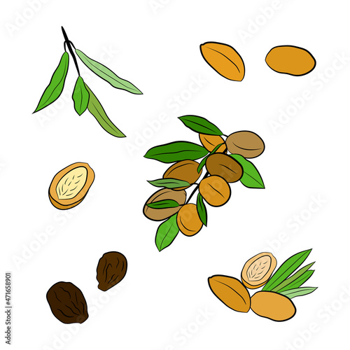 Sketch of branch argania  with fruits. Hand-drawn illustration. Branch of argan with nuts. Cosmetic and medical plant. Set of argania tree.
