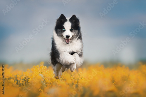 Fly dog