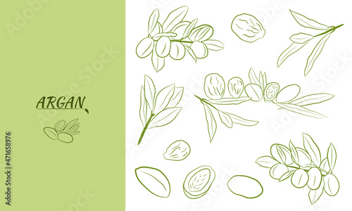 Sketch of branch argania  with fruits. Hand-drawn illustration. Branch of argan with nuts. Cosmetic and medical plant. Set of argania tree.