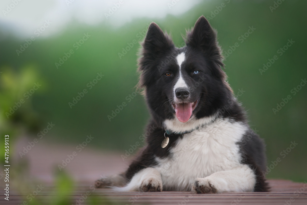 Yakutian Laika dog ( husky dog)