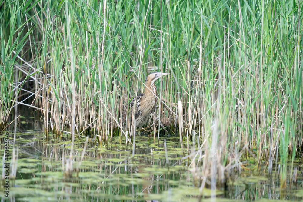 The Eurasian bittern or great bittern (Botaurus stellaris) The Eurasian bittern or great bittern (Botaurus stellaris)