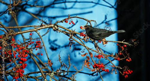 Blackbird feasting on rowan berries