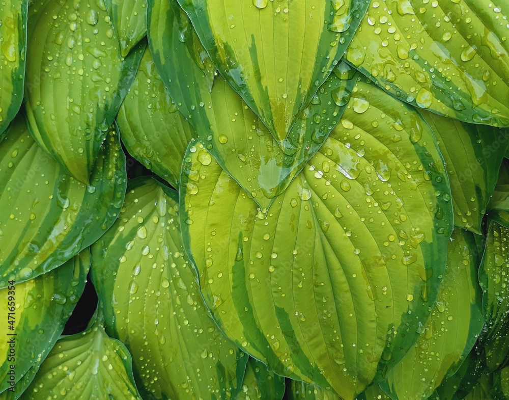 Obraz premium Drops on the leaves of the yellow-green hosta.