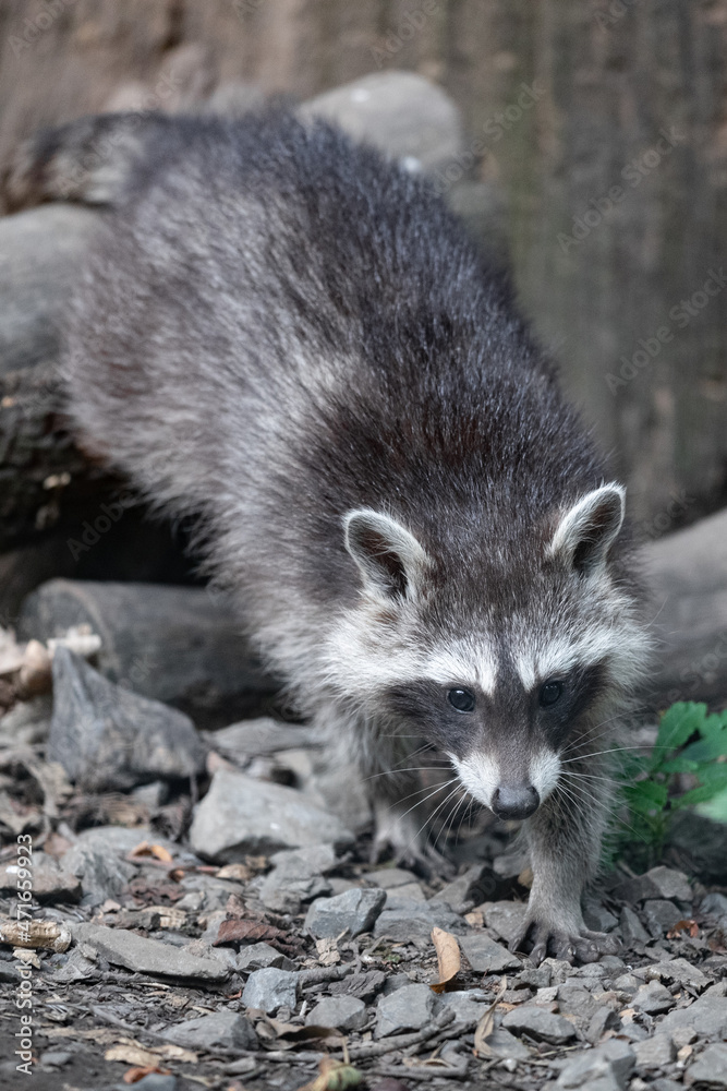 Ein Waschbär klettert auf Zweigen herumEin Waschbär Ein Waschbär klettert auf Zweigen herumEin Waschbär