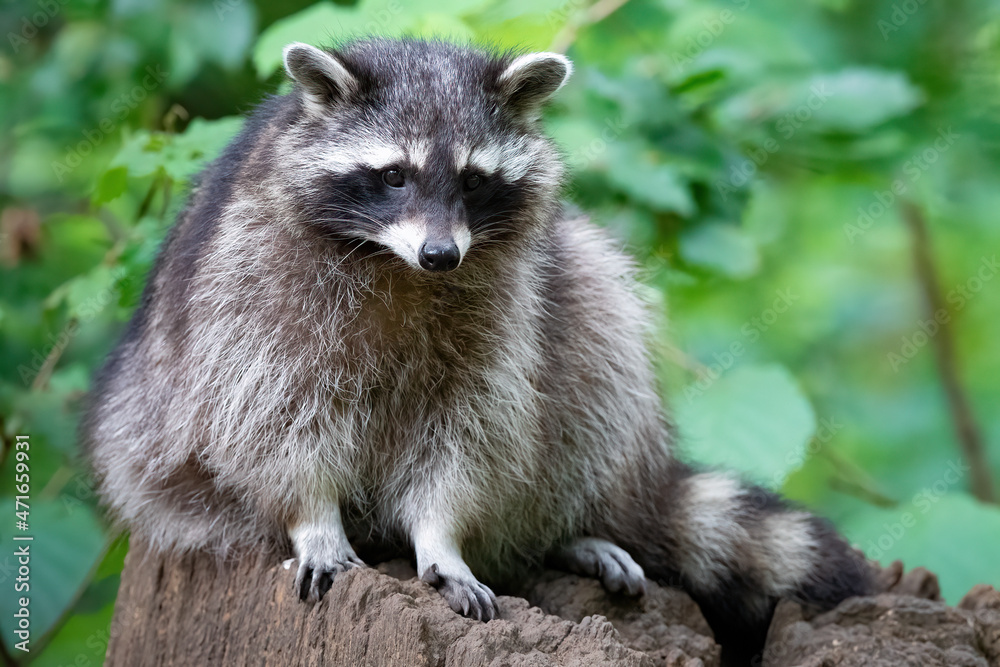 Naklejka premium Ein Waschbär schaut aus seiner BaumhöhleEin Waschbär