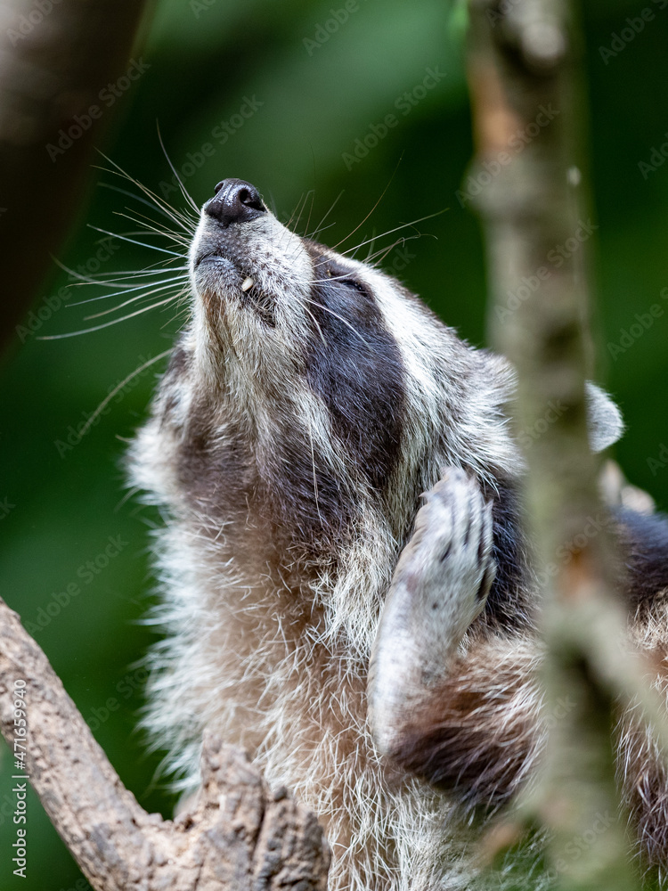 Ein Waschbär klettert im Baum herum Ein Waschbär klettert im Baum herum