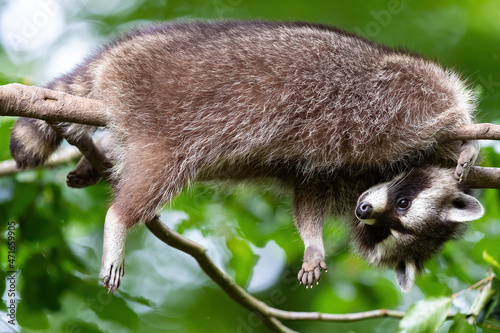 Ein Waschbär schläft im Baum