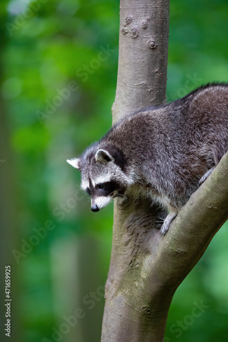 Ein Waschbär klettert im Baum herum