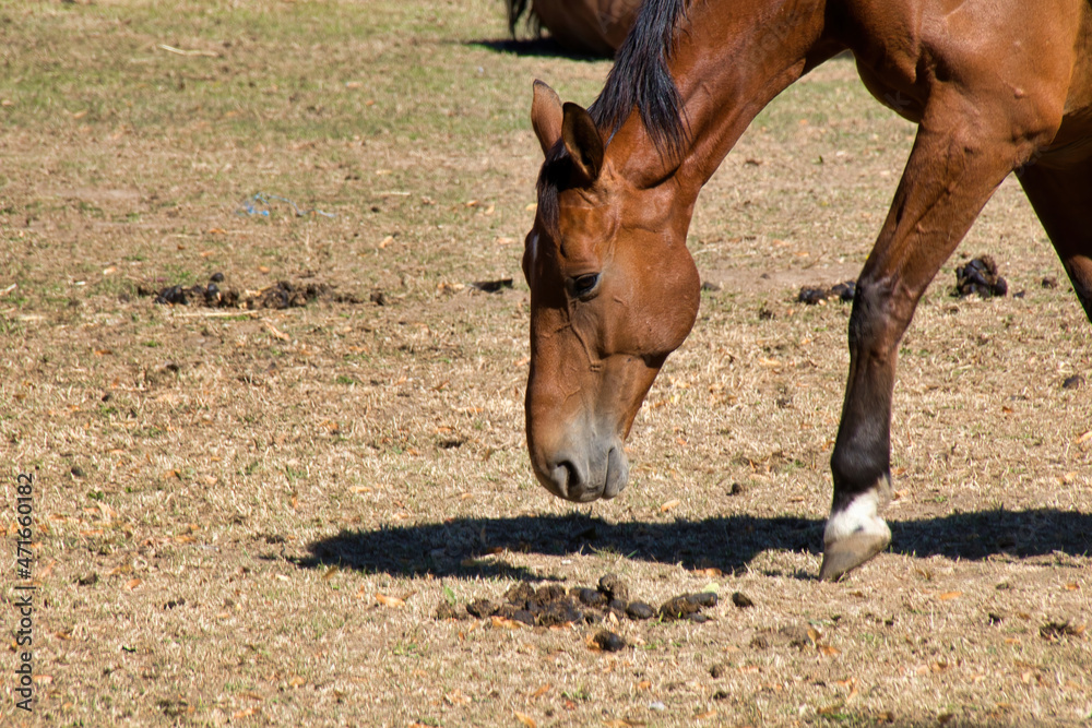 Fototapeta premium horses in a field