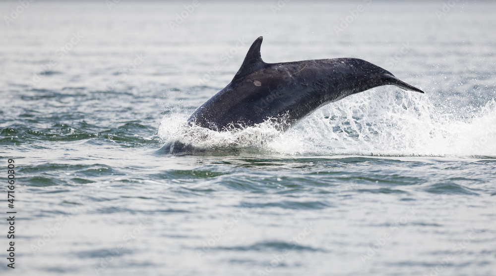 Fototapeta premium adult bottlenose dolphin breach. Wild Tursiops truncatus bottlenose dolphins swimming free in Scotland in the Moray firth wild hunting for salmon